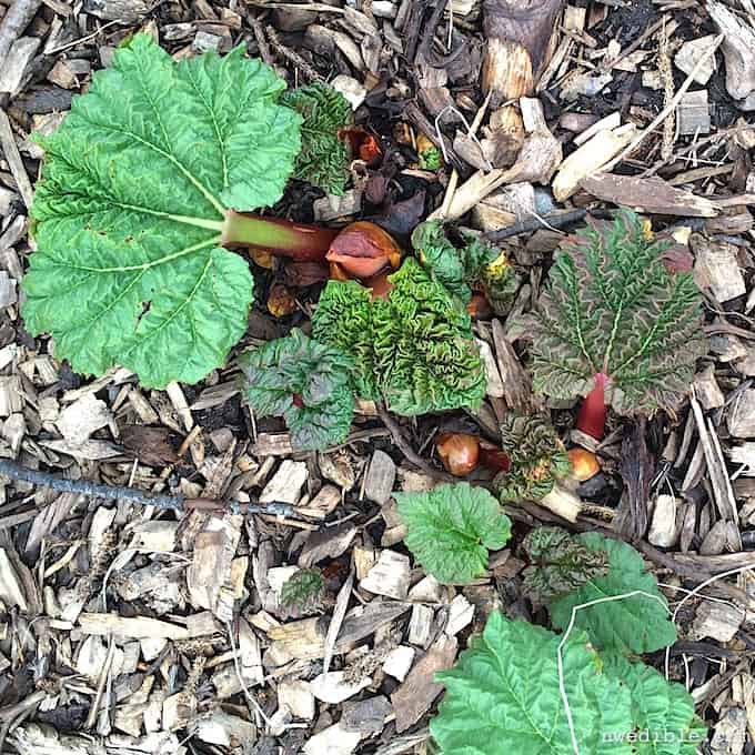 Rhubarb