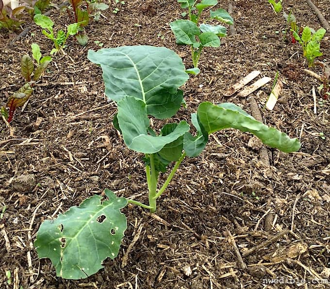 Transplanted Broccoli