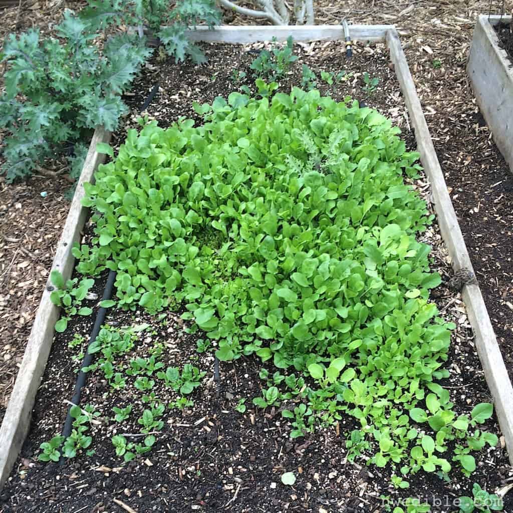 April Vegetable Garden To Do List30