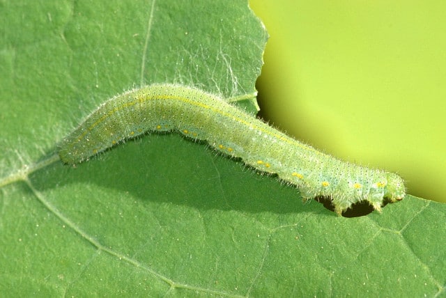 Cabbage butterfly, how to get rid of its caterpillar