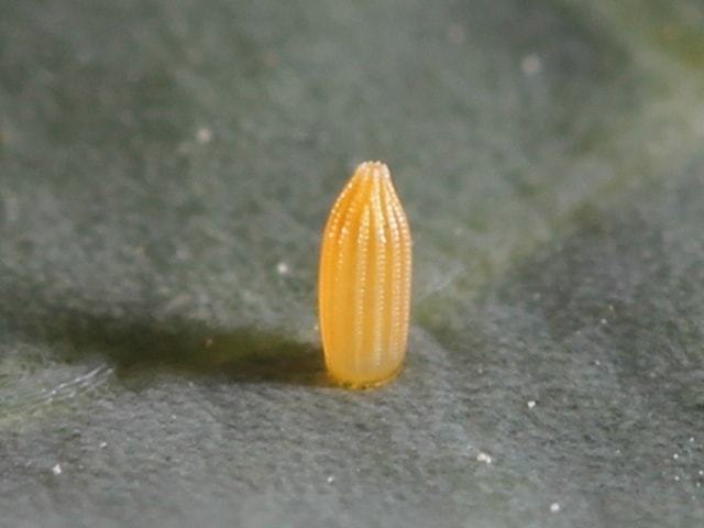 Pieris_rapae_egg