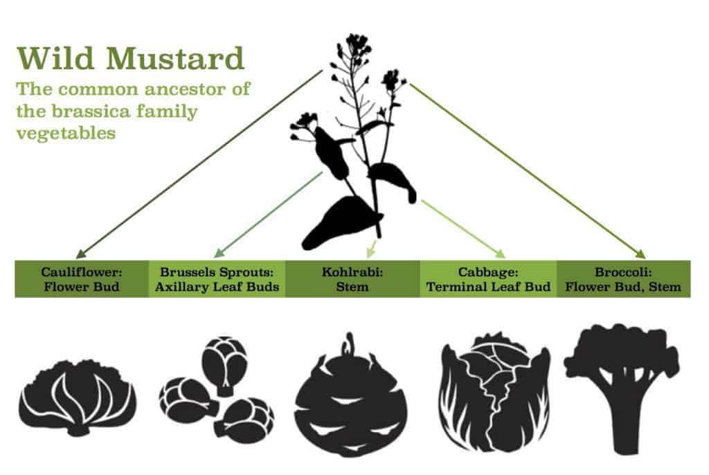 brassica diagram