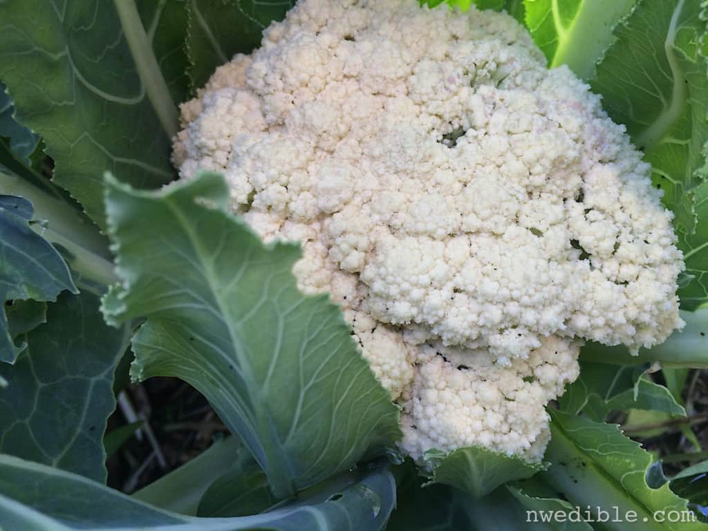 Cauliflower