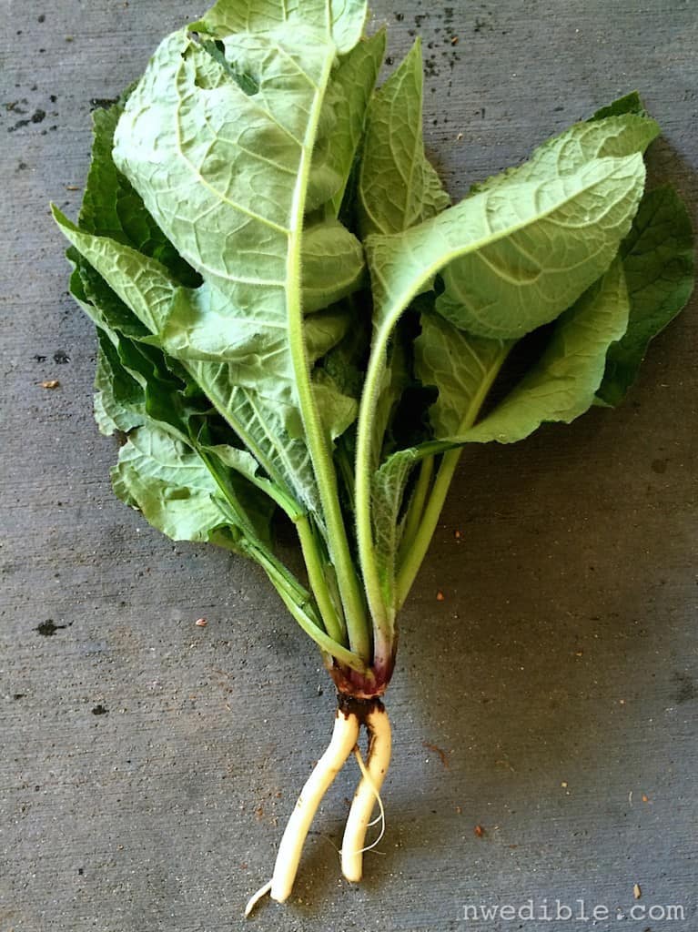 Comfrey root