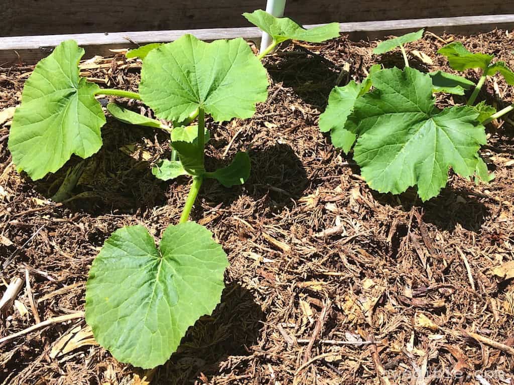 Summer-squash-seedling