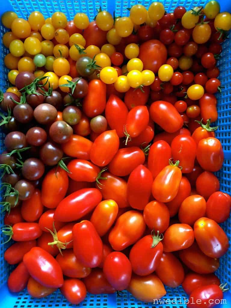 tomato-bounty