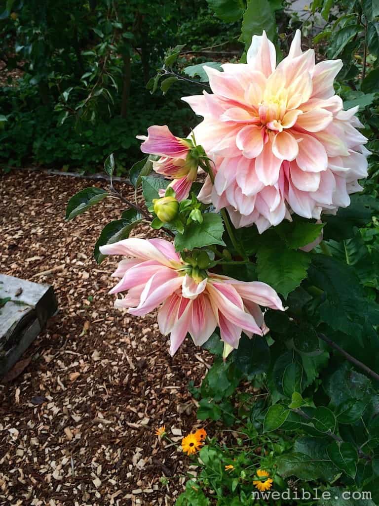 When in doubt: lots of mulch. And dinner plate dahlias.