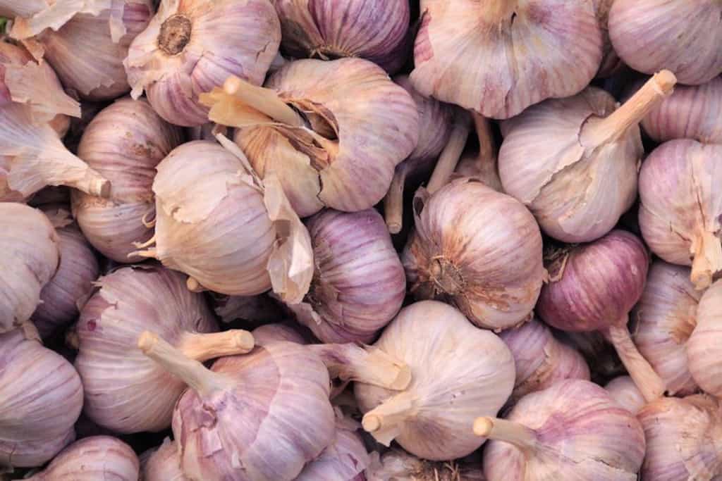 Garlic