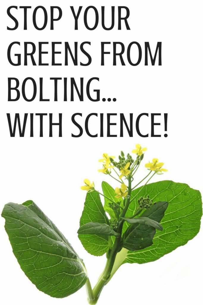 Bok Choy Bolting