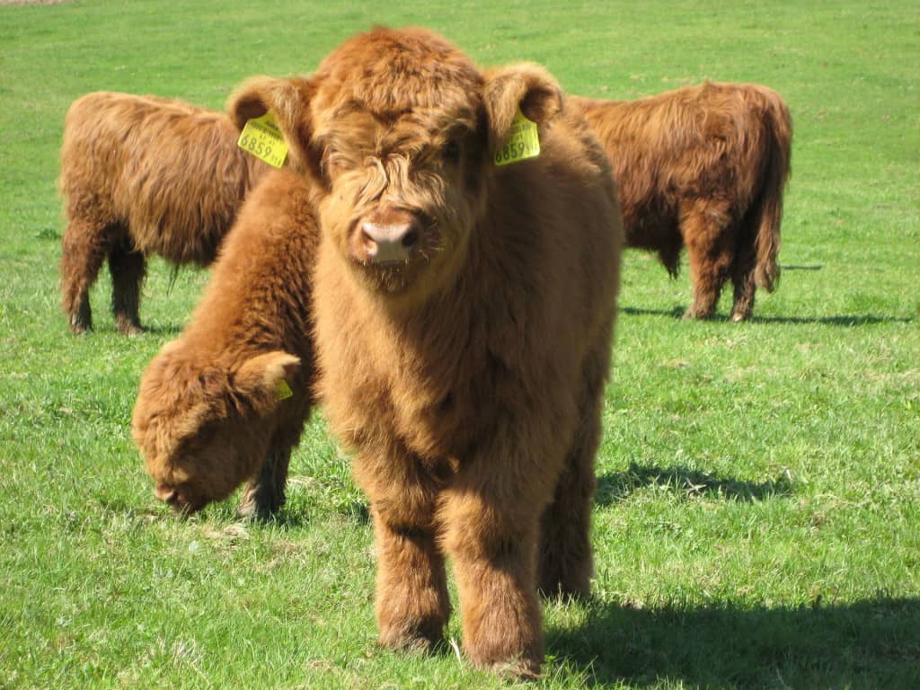 Highland Cattle - The Livestock Conservancy