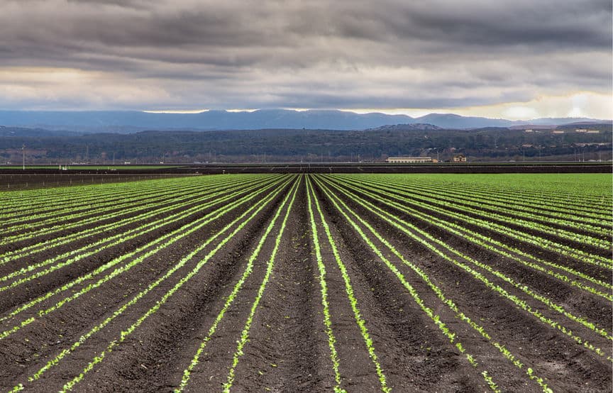 25998806 - rain clouds forming over freshly planted lettuce field in salinas valley, california