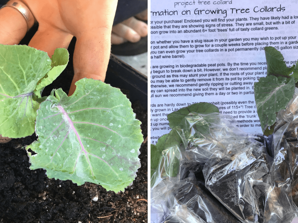 Tree Collards