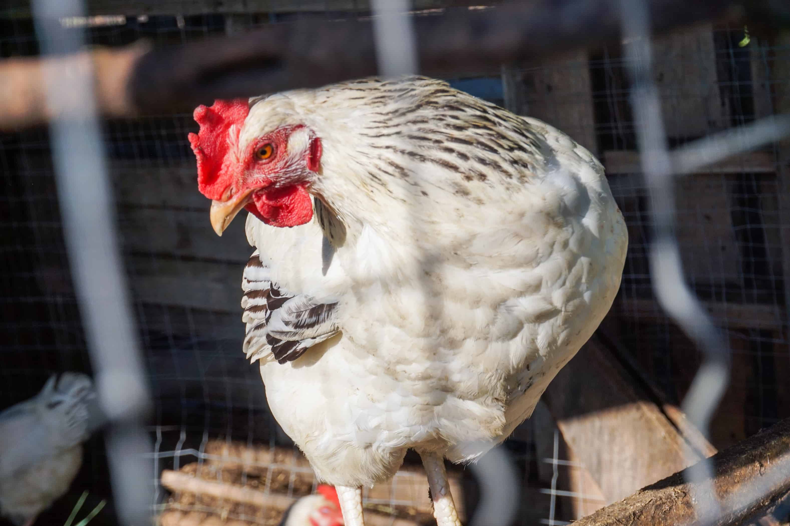 Chickens are a huge help with composting if the code allows them.