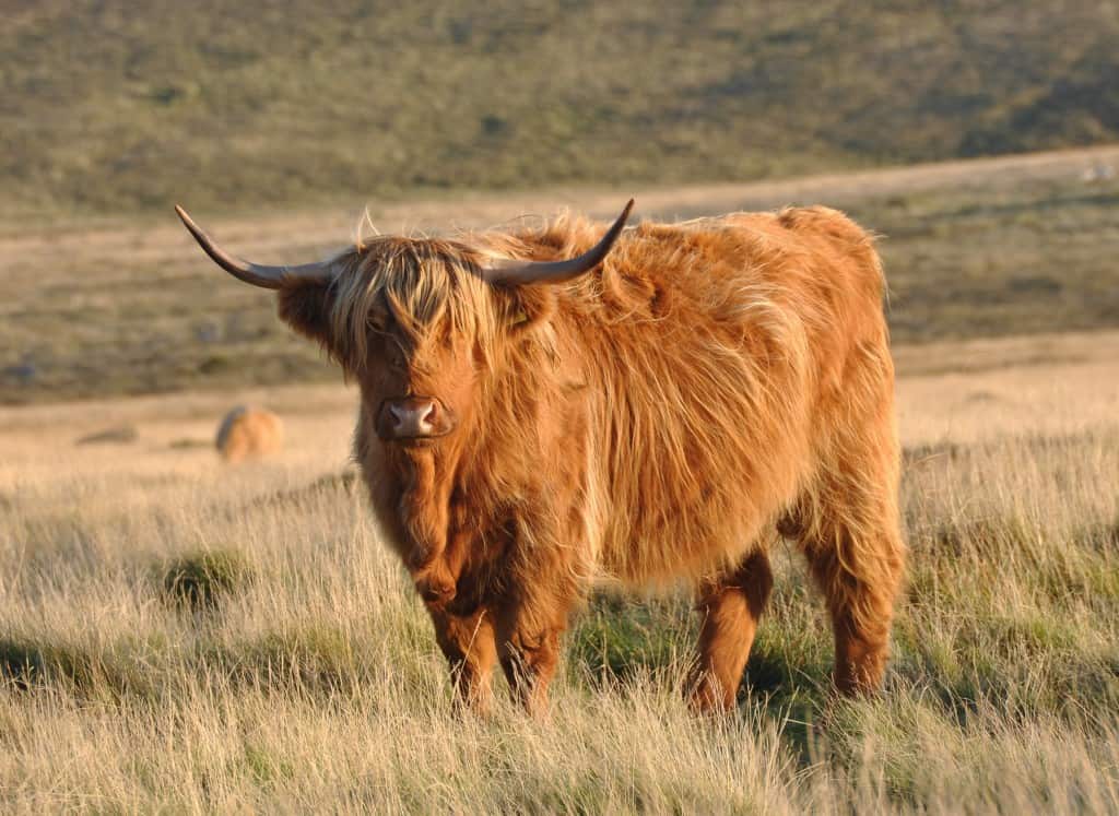 Highland Cattle