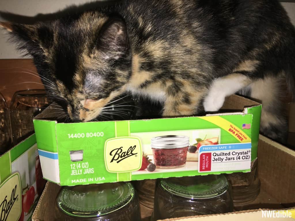 Cat in Canning Box