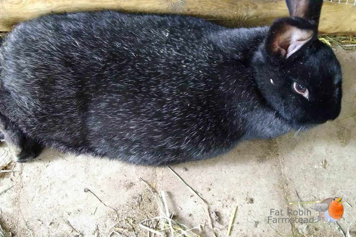 Rabbit Keeping a doe ready to pop