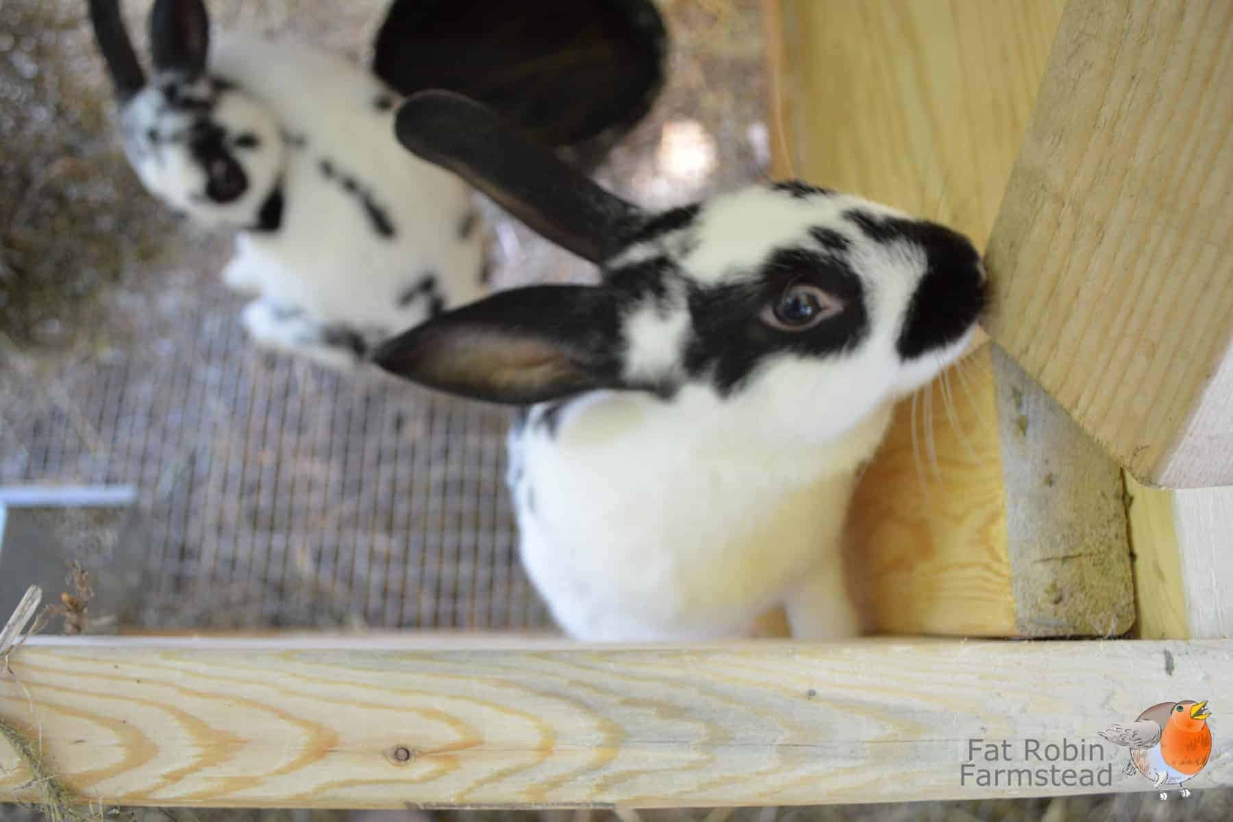 Rabbit Keeping another just for cuteness