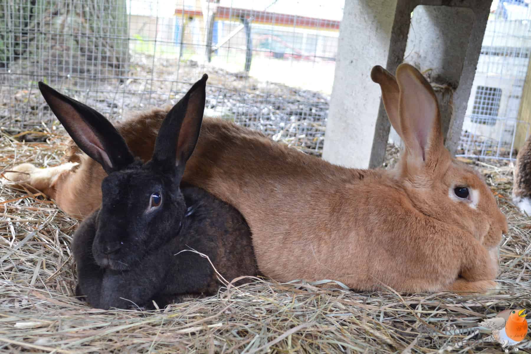 Meat pen clearance rabbits