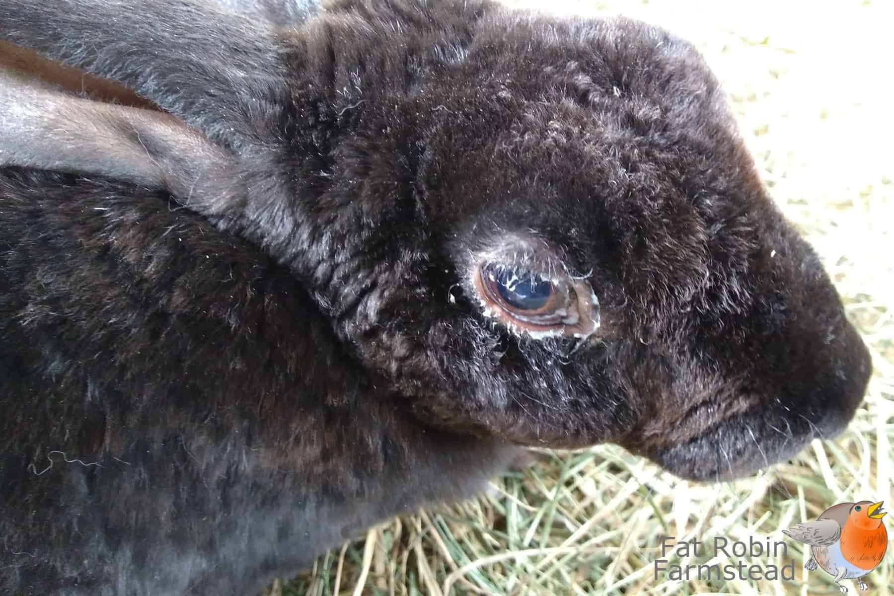 Rabbit Keeping sick rabbit needing to be culled