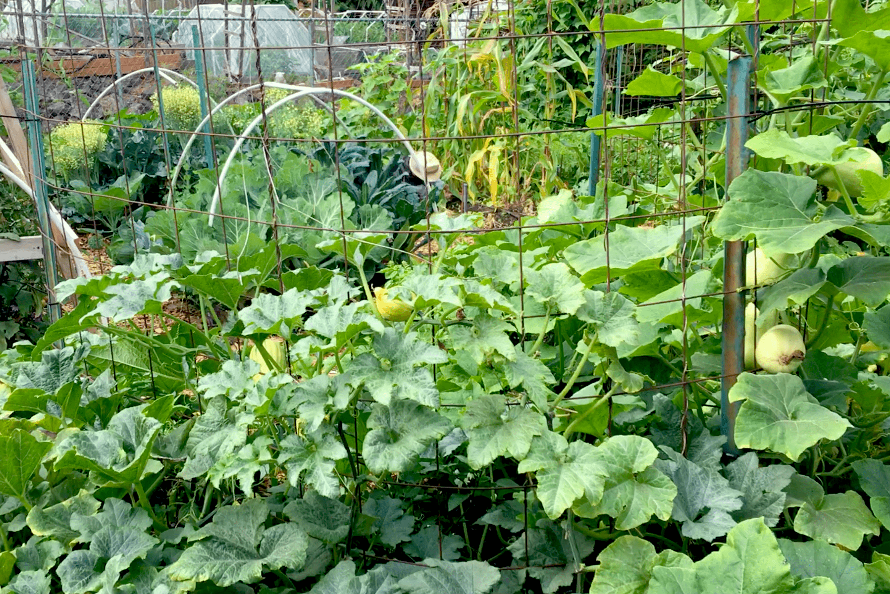 Garden 8-17-17