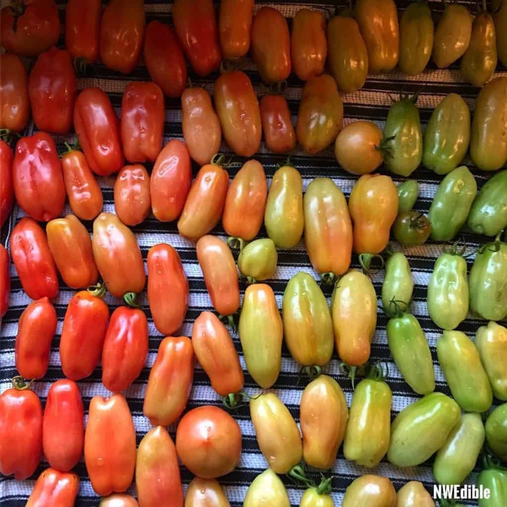 tomato-ombre