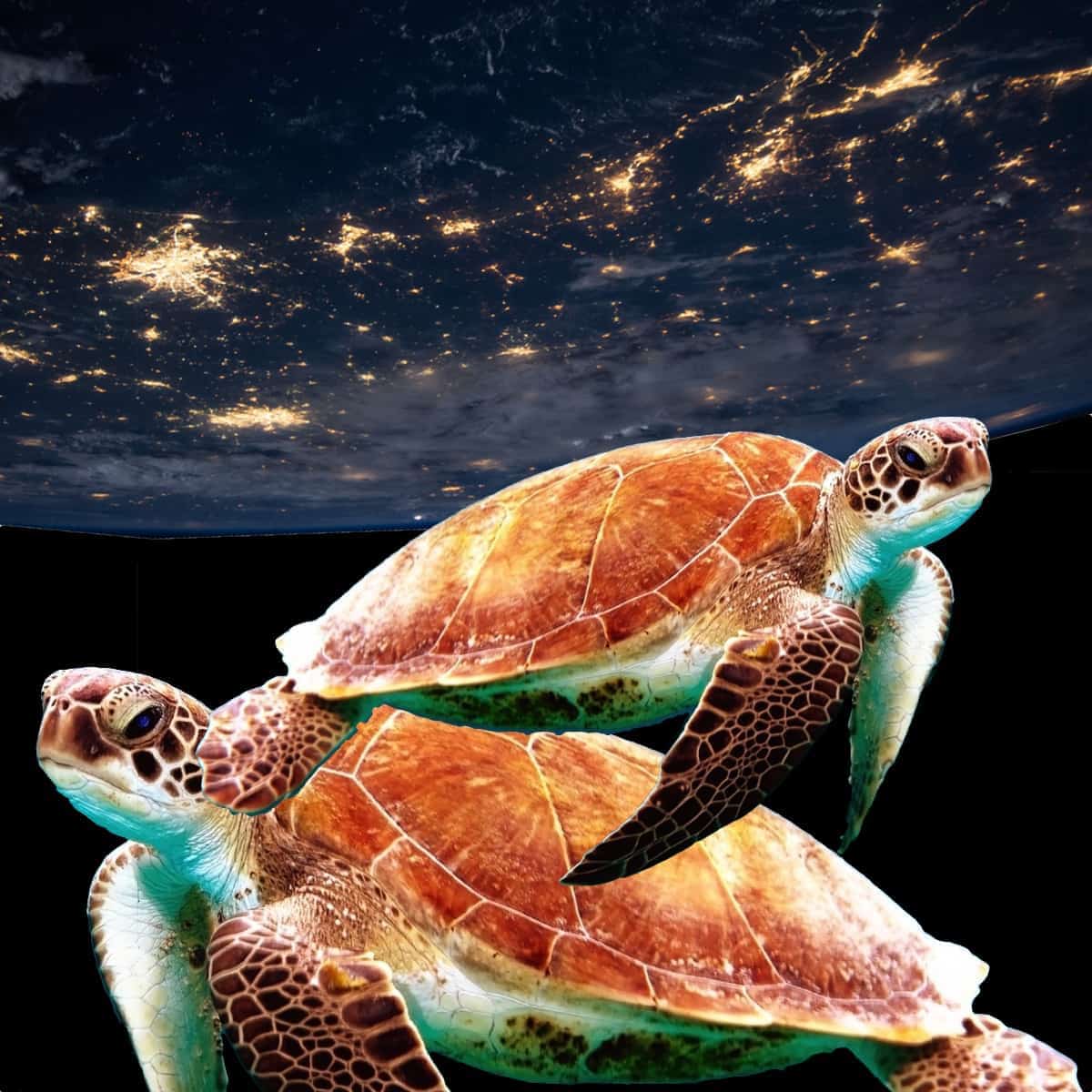 turtles-all-the-way-down