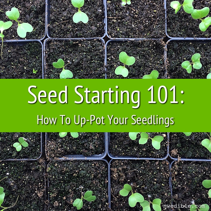 Seeds 101-3
