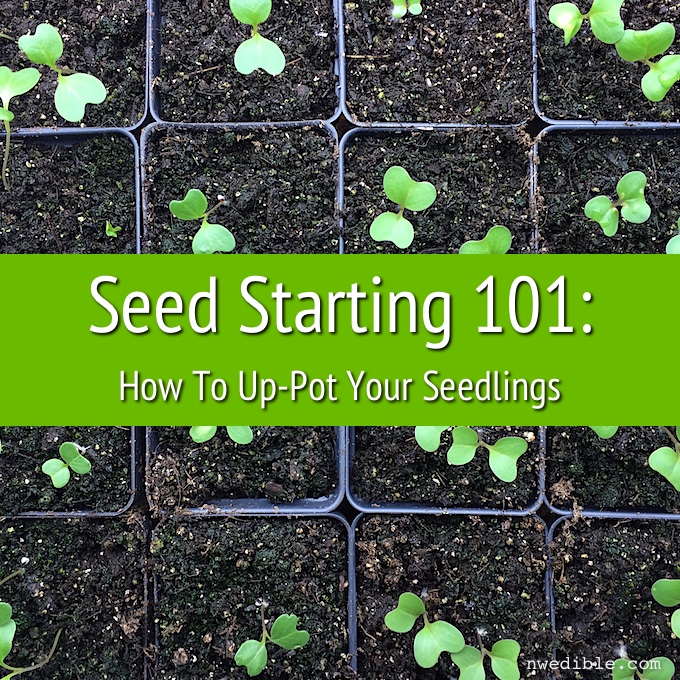 When & How to Pot Up Seedlings - Growing In The Garden