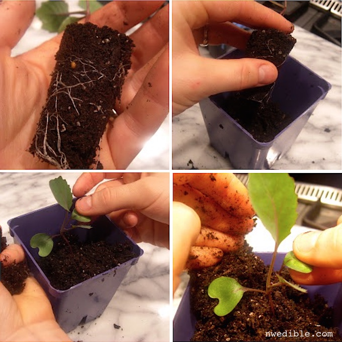 When & How to Pot Up Seedlings - Growing In The Garden