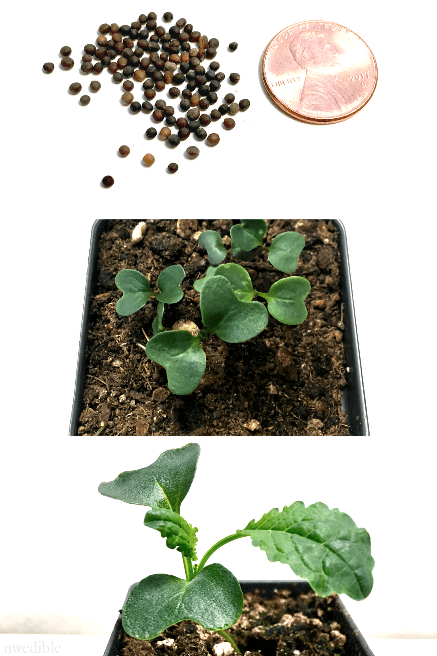 How To Grow Kale Or Collards In The Pacific Northwest Northwest How To Grow Kale Or Collards In The Pacific Northwest Northwest